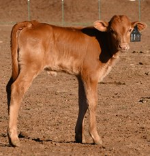 CND X Miranda Heifer