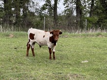 Bull Calf (RM Hopes and Dreams x Jasmine Van Horne