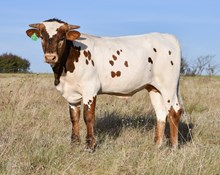 DCT - KDK WILDFIRE x RIVERFRK BLK DIAMOND (B) Z992