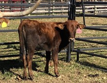 2020 HEIFER (PACIFIC LITTLE GEM)