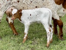 Wildfire x Dutchess bull calf