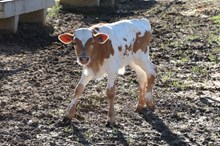 Bailey x Hangin' Tuff Heifer Calf